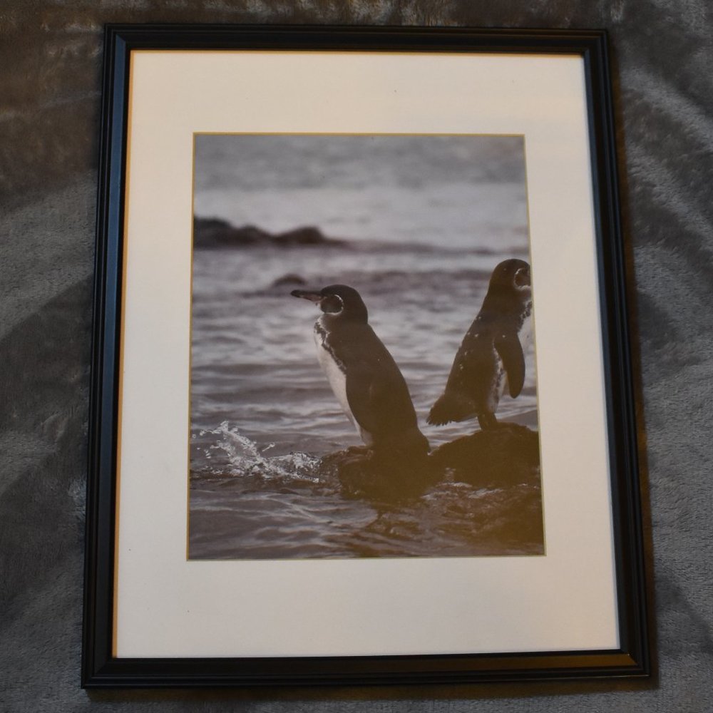 8x10 Galapagos Penguins Photograph